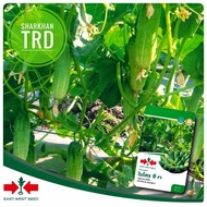 Mini Pack 70 Seeds MICRO C F1 Biji Benih Timun Batang Baby Mikro F1 Hybrid Micro Cucumber Seeds East