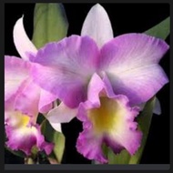 Lc Cattleya Princess Pink - without flower