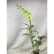 Dendrobium Orchid Lime Green Flower Plant - Fresh Gardening Indoor Plant Outdoor Plants for Home Garden