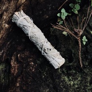 白色鼠尾草_迷你