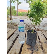 Puding emas pokok hiasan hidup