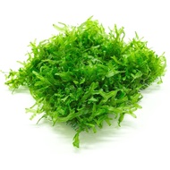 moss pelia tanaman aquascape lumut - hiasan aquarium aku yeytya 6885dj