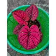 Caladium Thailand / Keladi Thailand: Luk Wangthong