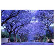 Amefurashi 10 Bibit Benih Pohon Jacaranda Showy Tree Flower