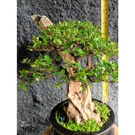 Bonsai Ulmus Tanuki - Chinese Elm with Driftwood - Artistic Live Bonsai Tree