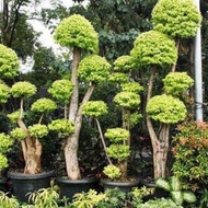 tanaman hias bonsai Anting Putri