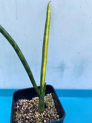 斑葉球棒錦虎尾蘭 (罕有品種)