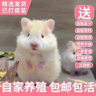 Hamster berbulu panjang berwarna perak tulen keemasan, hamster hidup, hamster berbulu pendek, hamste