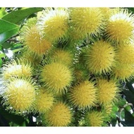 pokok rambutan gading hybrid