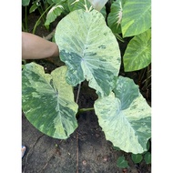 COLOCASIA PINK ANDAMAN (sulur)