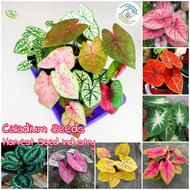 【100% Original Seed】Rare Flower Seeds Mixed Color Caladium Seeds ohh my hippoh (100pcs/pack) High Germination Bonsai Seeds for Planting Flowers Live Plants for Sale Indoor Plants Real Plants Air Plant Home Garden Decor Easy To Grow Singapore