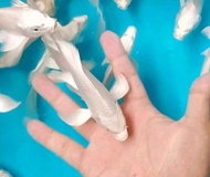 TERLARISS!!PAKET 15 EKOR KOI PLATINUM SIZE 5-7 CM