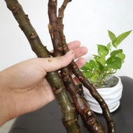 [READY STOCK] 👍Keratan batang Pokok Tin [Taiwan Jumbo Fig]😱[Super Red Hybrid] 🌳 👍15cm++
