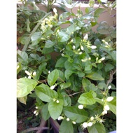 LVP -  Arabian Jasmine Stem Cutting/ Keratan batang pokok bunga melur kampung bunga wangi tanaman ko