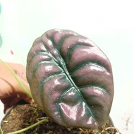 alocasia cuprea tengkorak