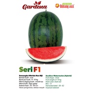 PREMIUM SEED - Biji Benih tembikai tanpa biji Hibrid BOCI seedleSs Watermelon 10 seed Repack