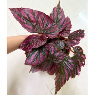 NMS 2 / 【Ready Stock】Begonia Brevirimosa 14cm Pot Size / Pokok Hidup / Live Plant / Fresh Plant