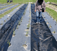 Global House CP ผ้าพลาสติกคลุมวัชพืช 2x50M. รับประกันของเเท้