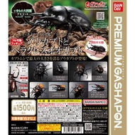 ［現貨］扭蛋 大圖鑑系列 象兜蟲屬與長戟大兜蟲（1套4款）