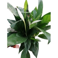Spathiphyllum wallisii Regel - Peace lily - Live plant