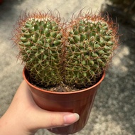 90s Live Cactus P105 BIG 大盆仙人掌 NEW