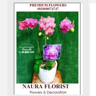 Bunga meja premium/anggrek bulan/bunga meja/ anggrek bulan koleksi 001