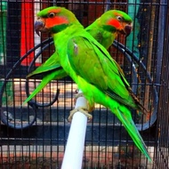 Burung Betet Sumatra Sepasang Full Milet Istimewa
