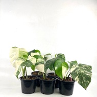 TA Monstera Albo Japan