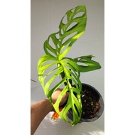 Monstera Esqueleto (pic 020423)