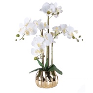 Orchid with Gold vase