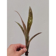 bromeliad billbergia Yahyee