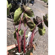colocasia hawaiian punch rare plant