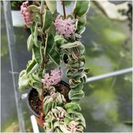 Tanaman hias Hoya compacta regalis compacta varigata