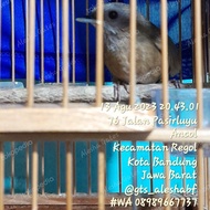 PTR HWAMEI MINI TIEUMI WAMBI MINI JANTAN BURUNG 1001 SUARA GACOR BKN