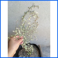 ▩ ❧ ◶ Variegated African Talisay Live outdoor garden decor in seed ling bag