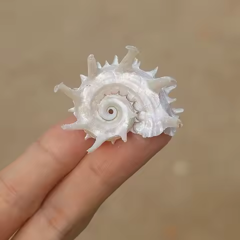 Silver Mouth Seahorse Snail Fluorescent Crown Snail Roll Shell Fish Tank Aquarium Landscape Home Dec