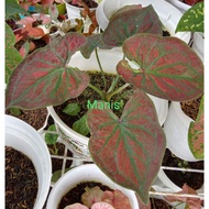 Caladium Super Daging Urat Hijau#Rare