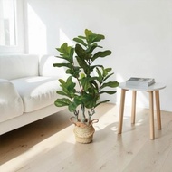居家入門款琴葉榕室內仿真植栽