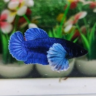 female dumbo ear blue color vip