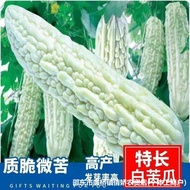 Long White Bitter Gourd Seed Type White Bitter Gourd Four Seasons Winter Bitter Gourd Spring Summer 