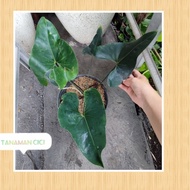 anthurium corong list merah petruk ready surabaya barat