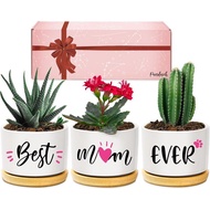Hadiah Pandasch untuk ibu, hadiah hari ibu ibu ibu dari anak perempuan, ibu terbaik pernah penanam S