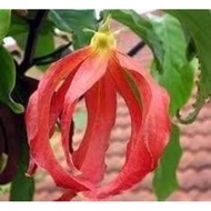 Red Desmos Kenanga Merah Anak Pokok Bunga Wangi Rare Plant Live Plant