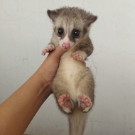 [HABIS] BABY MUSANG PANDAN MORPH PLATINUM MOZAIK ATAU PLATMOZ