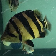 Ikan Hias Datz Sumatra Jumbo Leftand.Right