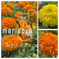 H2O - Marigold  万寿菊 / Flower Plant / Live Plant