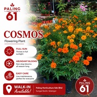 [Paling Horticulture Sdn Bhd] Cosmos Flower 菊科花 | Pokok Bunga Hidup | Flowering Live Plant