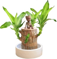 Mini Brazil Lucky Wood - Magical Sprouting Lucky Bamboo Wood - Hydroponic Potted Plant Stump Small Mini Plant - Hydroponic Lucky Wood - Indoor Office Desktop Plant (Brazilian Wood/Doll)
