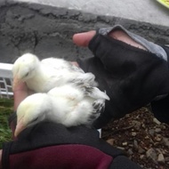 anak ayam shamo import