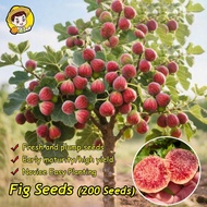 100% Original Sweet Fig Seeds for Sale (Fresh 200Seeds/pack) Biji Buah Ara Biji Benih Buah Buahan Ed